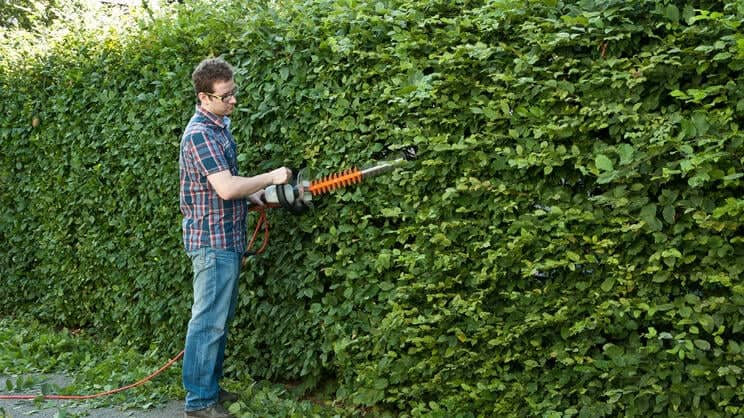 hainbuchen-schneiden-